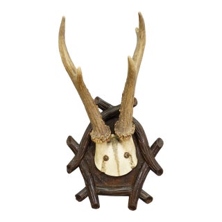 Vintage Black Forest Roe Deer Trophy on Carved Plaque 1930s For Sale