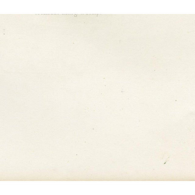 Breton Bull, Cattle Print After Constant Troyon, 1873, Paper For Sale - Image 9 of 12