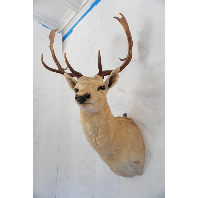 English Leucistic Fallow Deer Head Bust Mount For Sale - Image 3 of 18