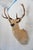 English Leucistic Fallow Deer Head Bust Mount For Sale - Image 3 of 18
