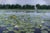 The Lily Pond by Sheri Farabaugh | Oil on Canvas Landscape with lily pads and flowers on water For Sale