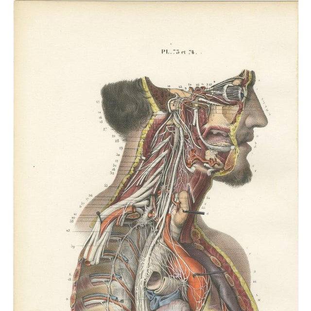 Hirschfeld and Leveille, the Nervous System of the Whole Body, Hirschfeld Double Folding Plate, 1866, Paper For Sale - Image 3 of 12