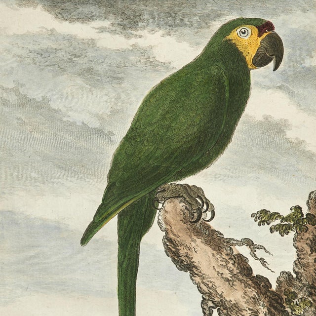 French Antique Set of Eight Hand Colored Parrot Engravings For Sale - Image 3 of 18