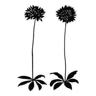 Allium, Giclée Print by Philippa Katz For Sale