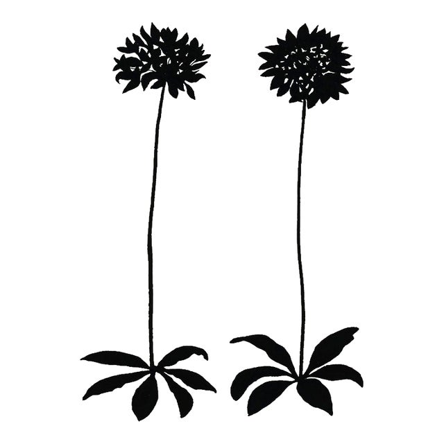 Allium, Giclée Print by Philippa Katz For Sale