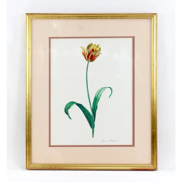 Vintage Hand-Painted Plant Specimen Watercolor Tulip Specimen (With Frame). Signed in the Lower Right Corner For Sale - Image 11 of 11