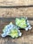 Ceramic Vintage Glazed Ceramic Grape Leaf Salt and Pepper For Sale - Image 7 of 12