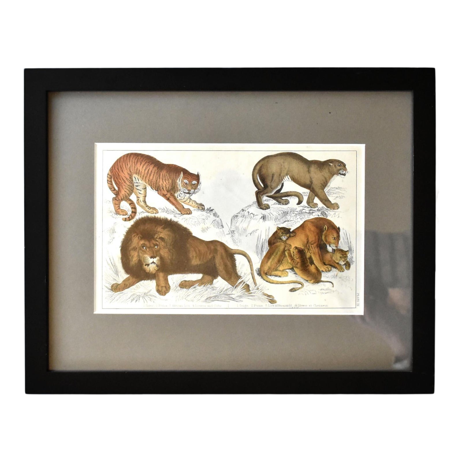 antique-goldsmith-lion-lioness