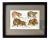 Antique Goldsmith Lion, Lioness, Tiger, and Puma Framed Engraving For Sale