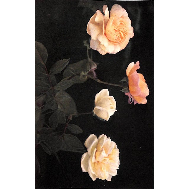 Paper "The Practical Book of Outdoor Rose Growing" 1915 Thomas, George C. Jr For Sale - Image 7 of 10