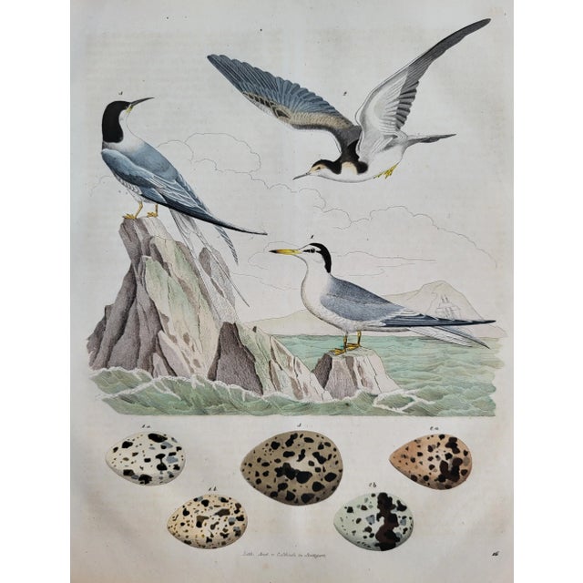 A 19th century German lithograph of birds and bird eggs. The print is approximately 8" x 10". The print is by Anst. V....