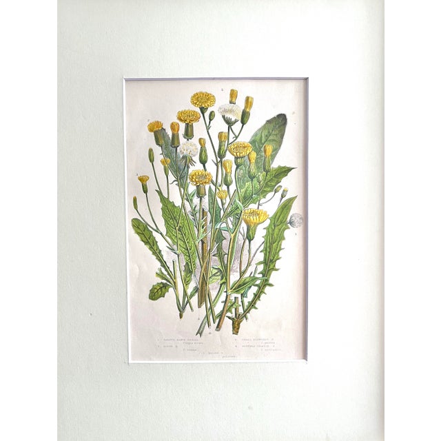 Beautiful antique floral botanical hand colored lithograph. Presented ar chival matte and contemporary solid wood gold...