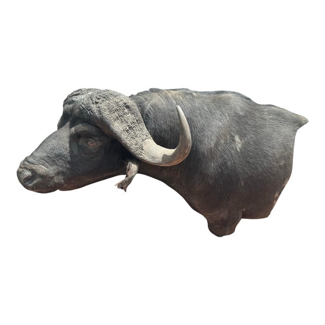 Late 20th Century Cape Buffalo From Africa Custom Wall Mount Taxidermy For Sale