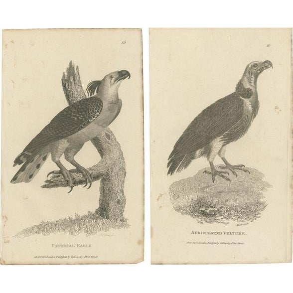 G. Shaw, Imperial Eagle and Turkey Vulture, 1809, Set of 2 For Sale - Image 6 of 6