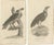 G. Shaw, Imperial Eagle and Turkey Vulture, 1809, Set of 2 For Sale - Image 6 of 6