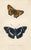 Paper 1870s, Antique Butterfly Prints, Set of 6, Original Antique Engravings, Hand Colored, England For Sale - Image 7 of 7