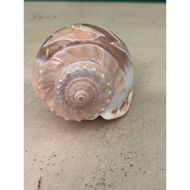 Vintage Carved Scotch Bonnet Seashell With Dolphins For Sale In Savannah - Image 6 of 8