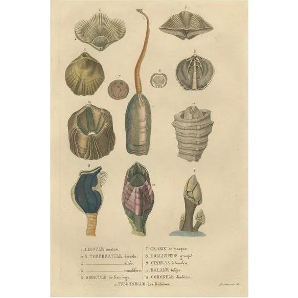 An Assortment of Shells and Sea Life, 1845, Paper | Chairish