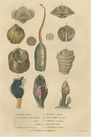 An Assortment of Shells and Sea Life, 1845, Paper