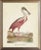 Roseate Spoonbill in Distressed Metallic Frame 19x23