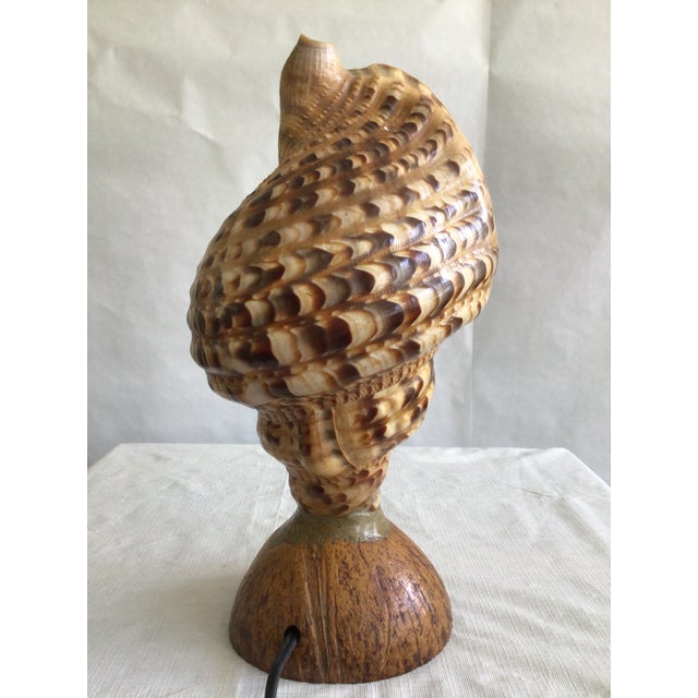 1940s Triton Conch Shell Lamp On Coconut Base For Sale In New York - Image 6 of 10