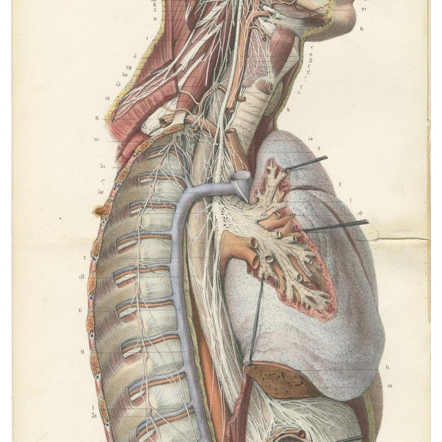 Hirschfeld and Leveille, Sympathetic Chain and Vagus in the Thorax, 1866, Paper For Sale - Image 4 of 12