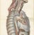 Hirschfeld and Leveille, Sympathetic Chain and Vagus in the Thorax, 1866, Paper For Sale - Image 4 of 12