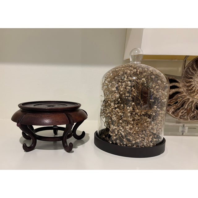 Cabinet of Curiosities Glass Cloche With Bird’s Nest Wrapped in Dried Gypsophila on Decorative Asian Wooden Stand For Sale In Little Rock - Image 6 of 15