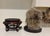 Cabinet of Curiosities Glass Cloche With Bird’s Nest Wrapped in Dried Gypsophila on Decorative Asian Wooden Stand For Sale In Little Rock - Image 6 of 15