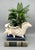 A lovely vintage ceramic conch shell planter or centerpiece in soft tones of ivory and peach, beautifully molded to mimic...