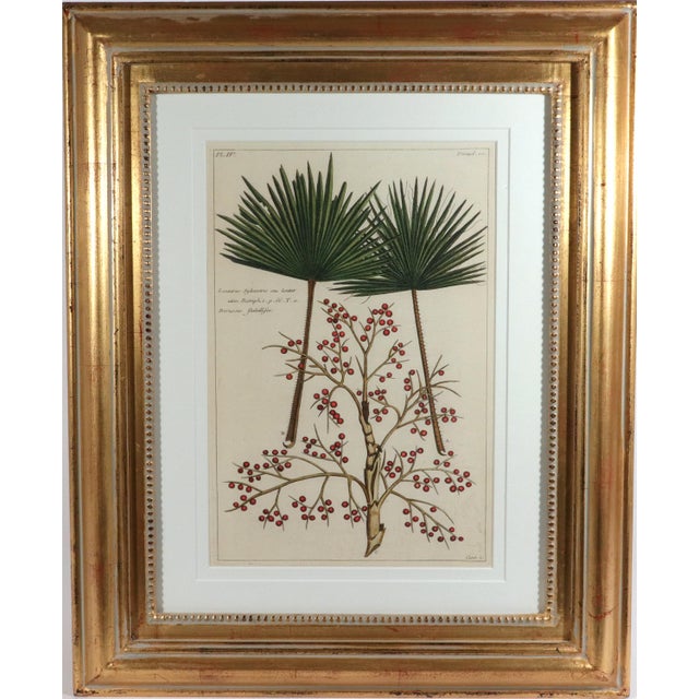 Botanical Hand-Colored Engraving of Palmyra Palms, Georg Eberhard Rumphius, 1741-50 For Sale - Image 13 of 13