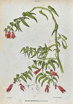 Vincenzo Tenore, The Begovinaceae, Lithograph, 1870s