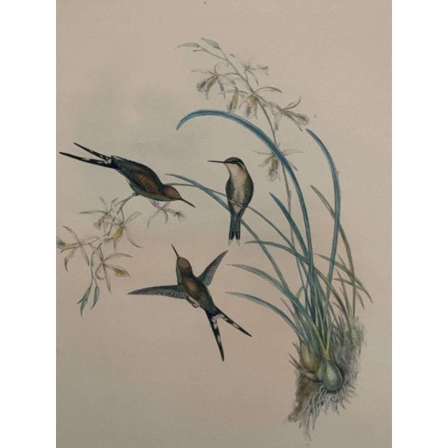 Colorized hummingbirds lithograph, marked on framed back "J. Gould & H.C. Richter, Chlorostilbon Auriceps, Gould,...