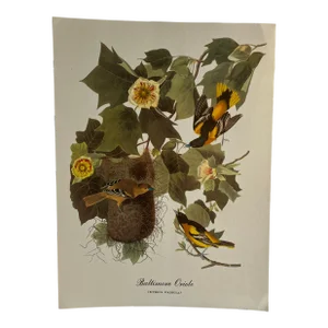 1960s After Audubon Baltimore Oriole Print
