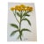 “Golden Wildflower” Original Botanical by Nancy Smith For Sale