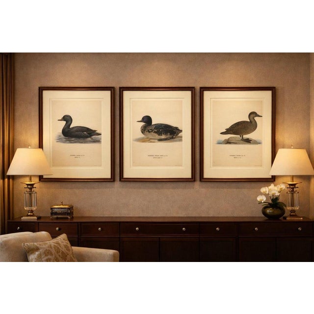1920s Scandinavian Bird Charts of Velvet Scoter Ducks, 1929, Prints, Set of 3 For Sale - Image 5 of 10
