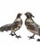 1960s Pair of Vintage Large Chinese Brass Silver-Plated Pheasant Sculpture Figurines For Sale - Image 5 of 9