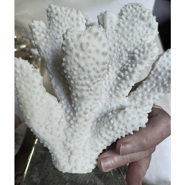 Sculpture Materials Pair Faux Coral White Thick Finger Mounted on Glass Decorative Objects For Sale - Image 7 of 12