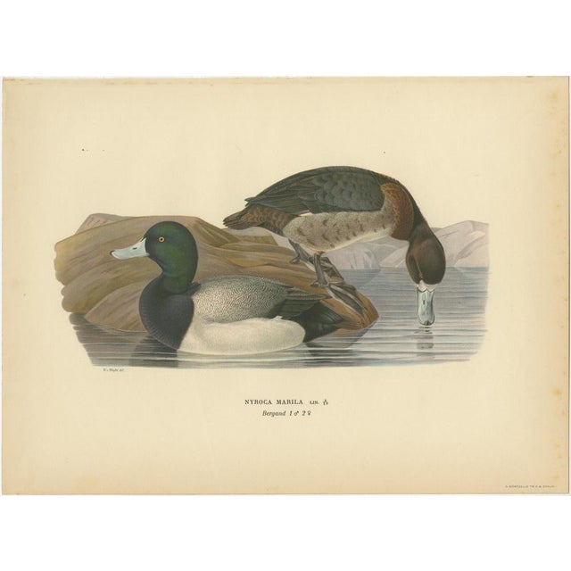 Scandinavian Duck Prints, 1929, Set of 6 For Sale - Image 6 of 9