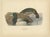 Scandinavian Duck Prints, 1929, Set of 6 For Sale - Image 6 of 9