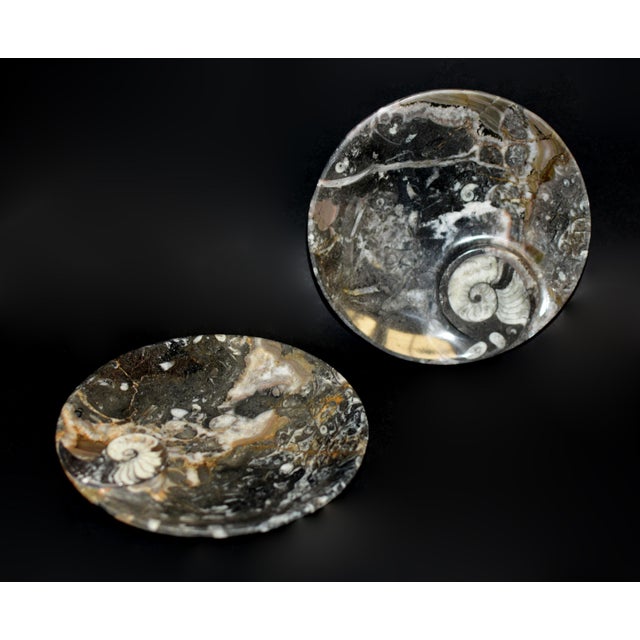 Black Pair Large Ammonite Plates 6.25" Millions Years Fossil For Sale - Image 8 of 12