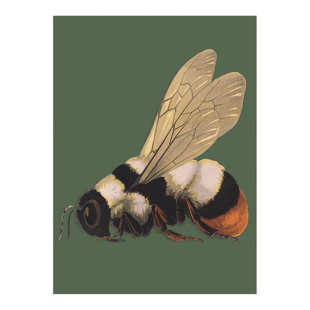 Bugs by Seguy #12 For Sale