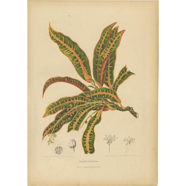 Berthe Hoola van Nooten, Garden Croton (Joseph's Coat), 1880, Chromolithograph For Sale - Image 9 of 9