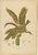 Berthe Hoola van Nooten, Garden Croton (Joseph's Coat), 1880, Chromolithograph For Sale - Image 9 of 9