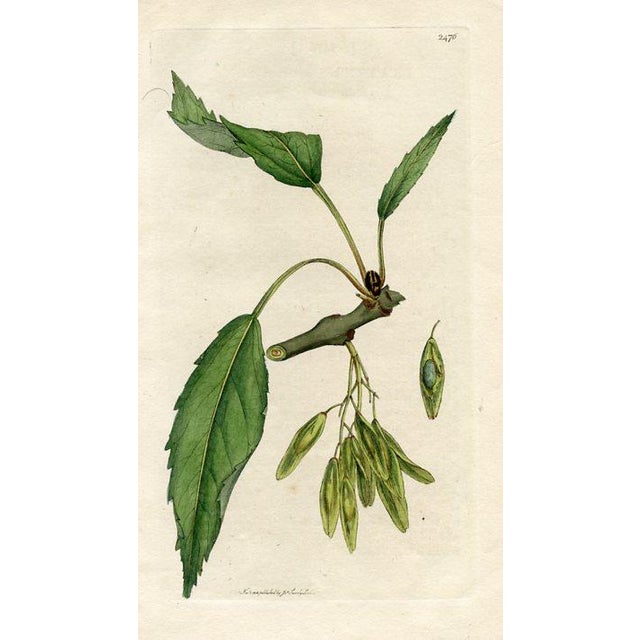 Set of 6 original antique Tree prints published in England in the late-1700s and early 1800s. These hand-colored...
