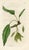 Set of 6 original antique Tree prints published in England in the late-1700s and early 1800s. These hand-colored...