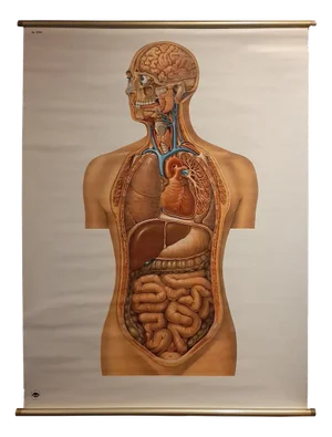 Vintage Anatomy Wall Chart of the Upper Body, 1960