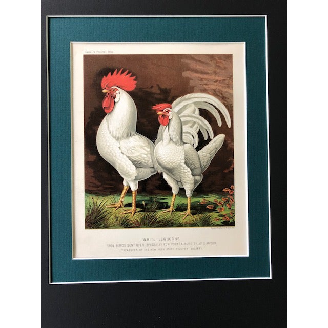 Late 19th Century, White Leghorns From Birds Sent Over Specially for Portraiture by MR. Simpson, Treasurer Of The New York...