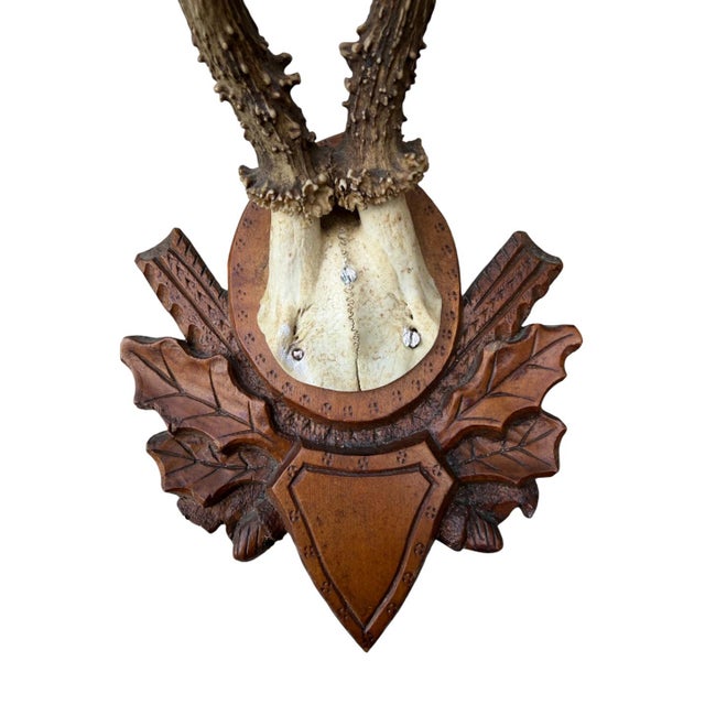 Roe deer trophy on unique wood plaque.