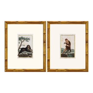 Pair of Original Early 19th Century French Monkey Engravings 1800